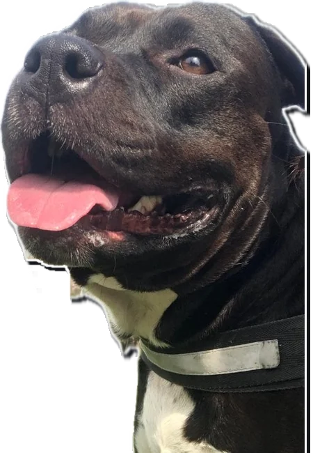 Eva, a black American Staffordshire with a white chest, smiling with her tongue out